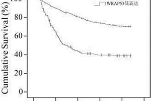 基于WRAP53蛋白表達的新型肝細胞癌預后檢測方法與應用