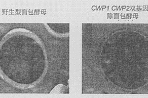 可用于檢測(cè)環(huán)境致癌物的高通透性面包酵母及其制備方法