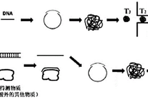 檢測(cè)生物分子數(shù)量的方法