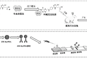 聚多巴胺包裹的ZIF-8納米粒子-抗葉酸多克隆抗體探針及其檢測試紙條與制備方法