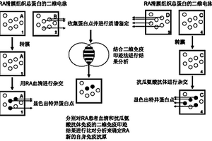 KRT84自我免疫抗體作為診斷、檢測(cè)類風(fēng)濕性關(guān)節(jié)炎的診斷標(biāo)記物的應(yīng)用