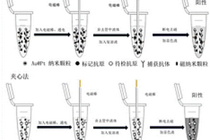 具有過氧化物酶活性的金鉑納米顆粒制備方法及在快速檢測中的應(yīng)用