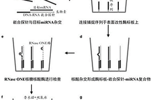 多重miRNA腫瘤標志物檢測方法及其應用