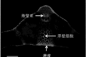 小麥組織胼胝質(zhì)的快速檢測(cè)方法