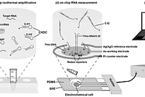 CRISPR/Cas13a驅(qū)動的催化可再生電化學(xué)生物傳感器及其應(yīng)用