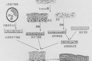 采用干細(xì)胞筏式培養(yǎng)制備毒性檢驗(yàn)用全層皮膚的方法