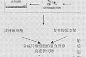 采用嵌入式培養(yǎng)法制備毒性檢驗(yàn)用器官型人工皮膚的方法