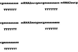 測(cè)定多基因表達(dá)的信使核糖核酸特異性單一標(biāo)記探針