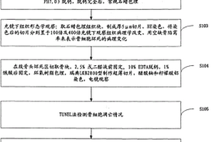 Dickkopf-1與細胞凋亡在激素性股骨頭缺血性壞死中作用的研究方法