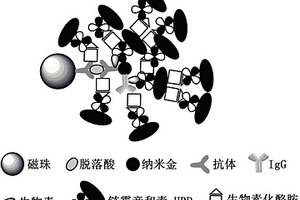 基于納米金標(biāo)記和酪胺信號放大技術(shù)測定脫落酸的方法