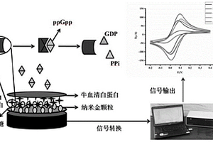 鳥苷四磷酸電化學(xué)型納米酶傳感器及其制備方法