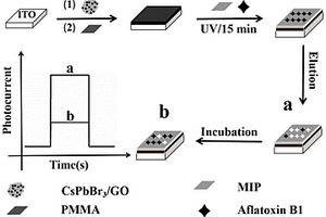 基于CsPbBr<sub>3</sub>/GO同型異質(zhì)結(jié)構(gòu)的分子印跡光電化學(xué)傳感器及其制備方法和應(yīng)用