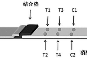 乳腺癌檢測(cè)膠體金側(cè)向?qū)游鲈嚰垪l和同時(shí)檢測(cè)乳腺癌和宮頸癌的膠體金側(cè)向?qū)游鲈嚰垪l