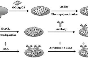 無(wú)標(biāo)記型丙烯酰胺電化學(xué)免疫傳感器及其構(gòu)建方法和應(yīng)用