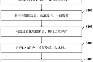 豬不同部位脂肪組織交感神經(jīng)免疫組織化學(xué)染色優(yōu)化方法