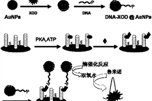 雙信號放大電化學(xué)發(fā)光生物傳感器的制備方法及應(yīng)用