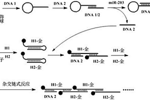 miRNA和/或具有核酸適配體的靶標(biāo)分子的檢測方法及檢測探針