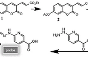 高熒光量子產(chǎn)率雙光子Zn<sup>2+</sup>檢測(cè)熒光分子探針及其制備方法、應(yīng)用