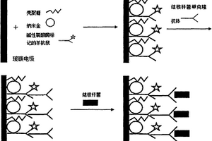 檢測結(jié)核桿菌的殼聚糖-納米金酶免疫傳感器及其應(yīng)用