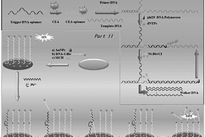 基于Walker DNA和放大技術(shù)的電化學(xué)發(fā)光生物傳感器及其制法和應(yīng)用