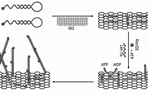 microRNA檢測(cè)探針及石墨烯檢測(cè)方法