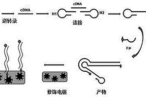 基于連接環(huán)介導(dǎo)等溫擴(kuò)增法快速檢測腫瘤相關(guān)microRNA的方法