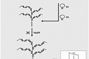 光致電化學生物傳感器及其制備方法和應(yīng)用