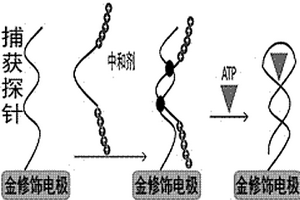 靈敏定量檢測ATP的方法