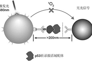 檢測細胞內與p53轉錄激活域相互作用蛋白的方法