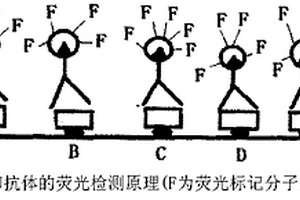 多種生物活性物質(zhì)同時進(jìn)行熒光定量檢測的方法