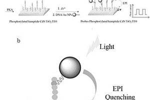 基于激子-等離子激元能量相互作用檢測蛋白激酶的傳感器及其制備方法、應(yīng)用