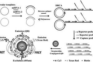 恒溫擴增與量子點熒光共振能量轉移聯(lián)用用于同時檢測多種MicroRNAs的方法