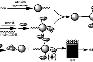 基于磁珠分離和DNA標記金納米粒子探針檢測ATP含量的方法