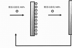 檢測細菌毒素的糖基功能化分子印跡膜電極的制備方法及應用