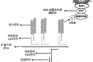 檢測手足口病病原體核酸的試劑盒及其應用