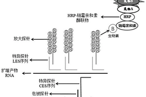 肺炎支原體和肺炎衣原體核酸聯(lián)合檢測試劑盒及其應用