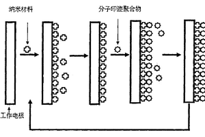 檢測細菌毒素的納米增效糖基功能化分子印跡膜電極的制備方法及應(yīng)用