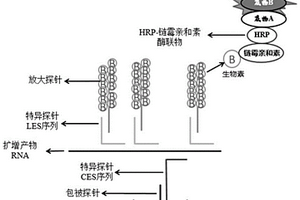 基于雙擴增技術(shù)聯(lián)合檢測甲、乙型流感病毒的試劑盒及其應用