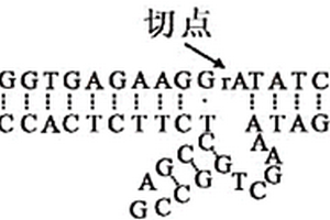 檢測環(huán)境中鉛離子的方法