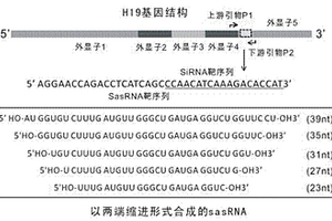 靶向沉默H19RNA表達的單鏈反義RNA及其效果檢測方法