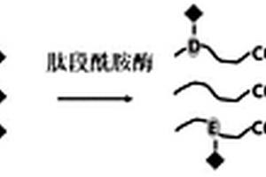 基于肽段C末端化學(xué)衍生提高質(zhì)譜碎裂效率和響應(yīng)的方法