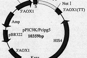 辣椒疫霉多聚半乳糖醛酸酶PCIPG5基因、蛋白制備方法及其應(yīng)用