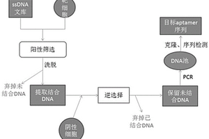 特異性結(jié)合PDL1的核酸適配體及其應用