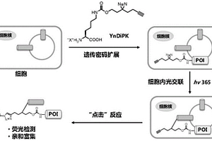 遺傳編碼的光交聯(lián)非天然氨基酸鹽及其制備方法與應(yīng)用