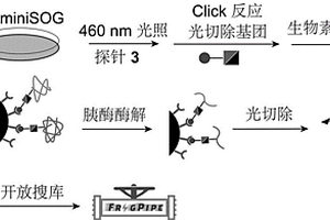 關(guān)于蛋白質(zhì)的光激活依賴性鄰近標(biāo)記方法及其應(yīng)用