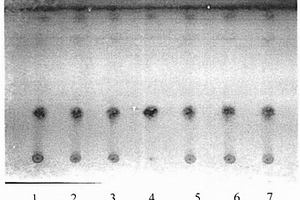 阿膠藥材及其水提取物的多展開劑快速薄層鑒別方法