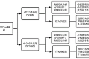 Piwi4基因沉默對PD模型神經(jīng)影響的實(shí)驗(yàn)方法