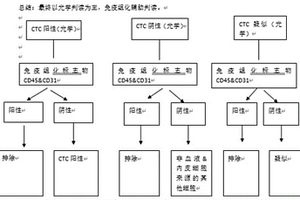 基于細(xì)胞大小過(guò)濾識(shí)別腫瘤患者外周血循環(huán)腫瘤細(xì)胞的方法