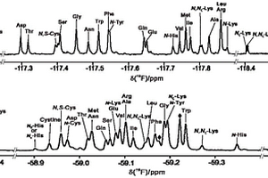 用于同時(shí)鑒定和定量氨基酸的氟探針的制備與應(yīng)用