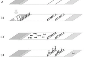基于量子點(diǎn)的CA199免疫層析試紙條的制備方法